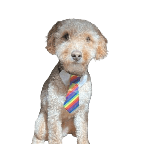 Ollie | Dog Wif Tie